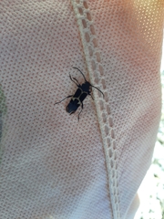 Calydon submetallicum