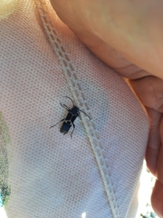 Calydon submetallicum