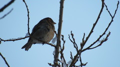 Passer domesticus