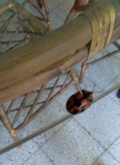 Botanochara angulata