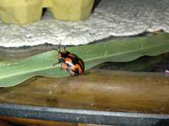 Botanochara angulata