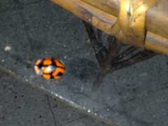 Botanochara angulata