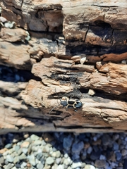 Calydon submetallicum