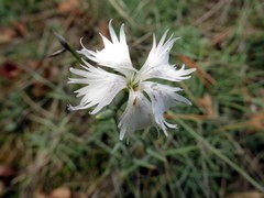 Dianthus lumnitzeri