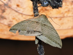 Perasia helvina