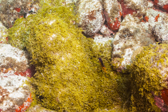 Stegastes rocasensis