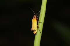Chauliognathus atroscutellaris