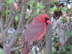 Cardinalis cardinalis cardinalis