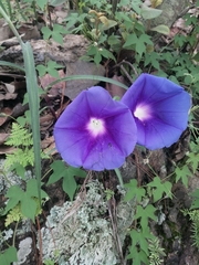 Ipomoea laeta