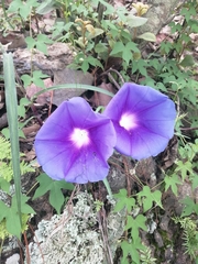 Ipomoea laeta