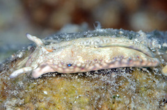 Plakobranchus