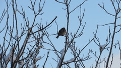 Passer domesticus