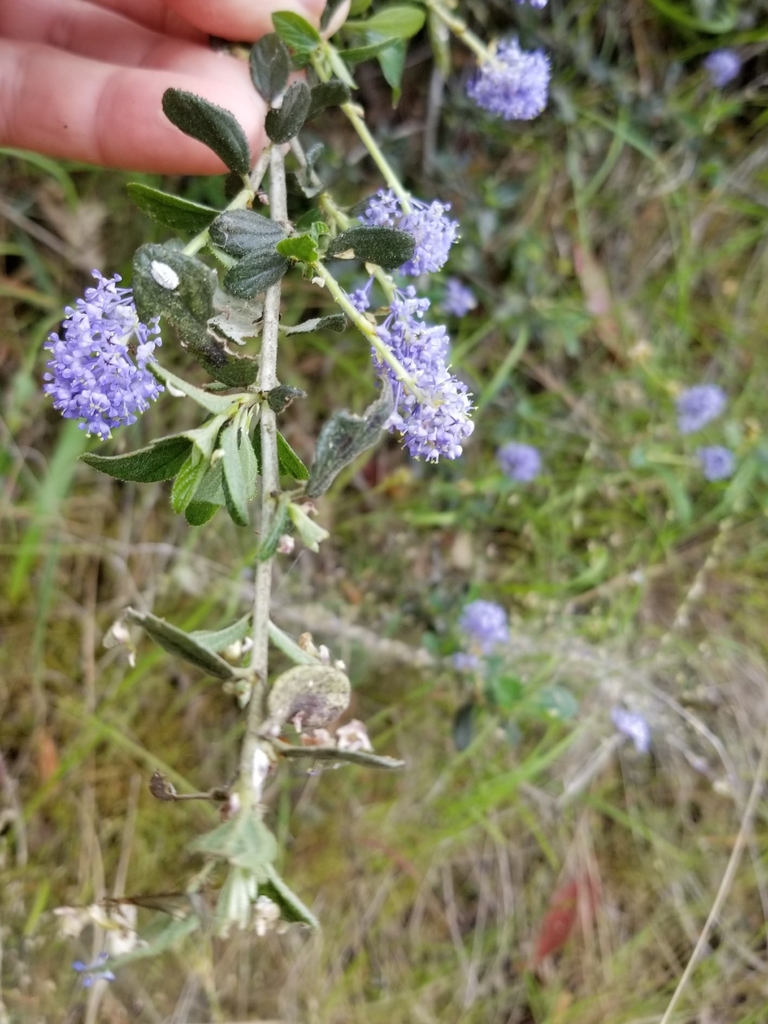 Lemmon's ceanothus (Ceanothus lemmonii)