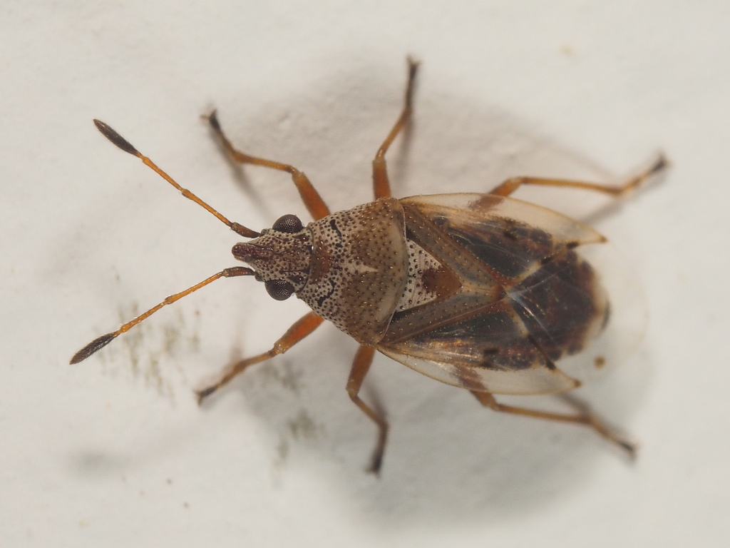 Kleidocerys ericae