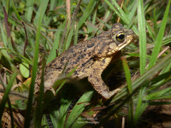 Rhinella beebei