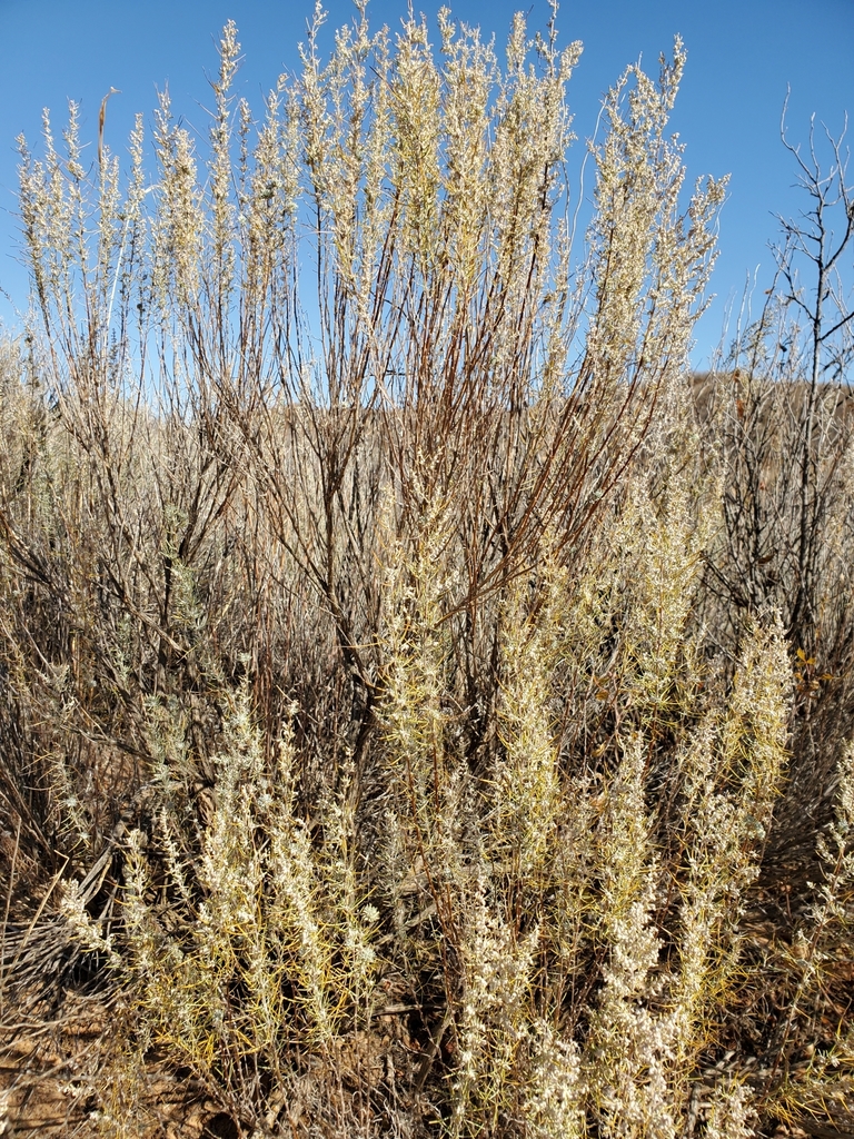 sand sagebrush from Elmwood, OK 73932, USA on November 08, 2021 at 01