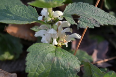 Lamium album