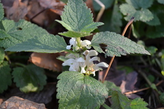 Lamium album