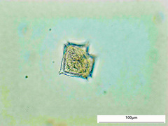 Protoperidinium