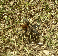 Plesiopelma longisternale