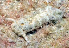 Plakobranchus