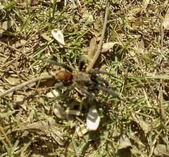 Plesiopelma longisternale