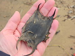 Raja clavata