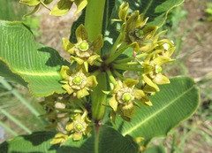 Xysmalobium confusum