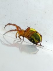 Araniella alpica