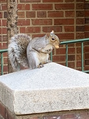 Sciurus carolinensis