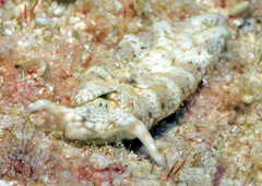 Plakobranchus