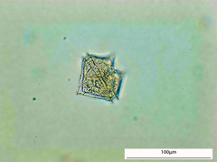 Protoperidinium