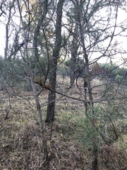 Arceuthobium occidentale