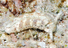 Plakobranchus