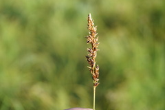 Carex diandra