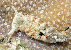 Plakobranchus