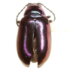 Altica gloriosa