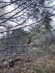 Arceuthobium occidentale