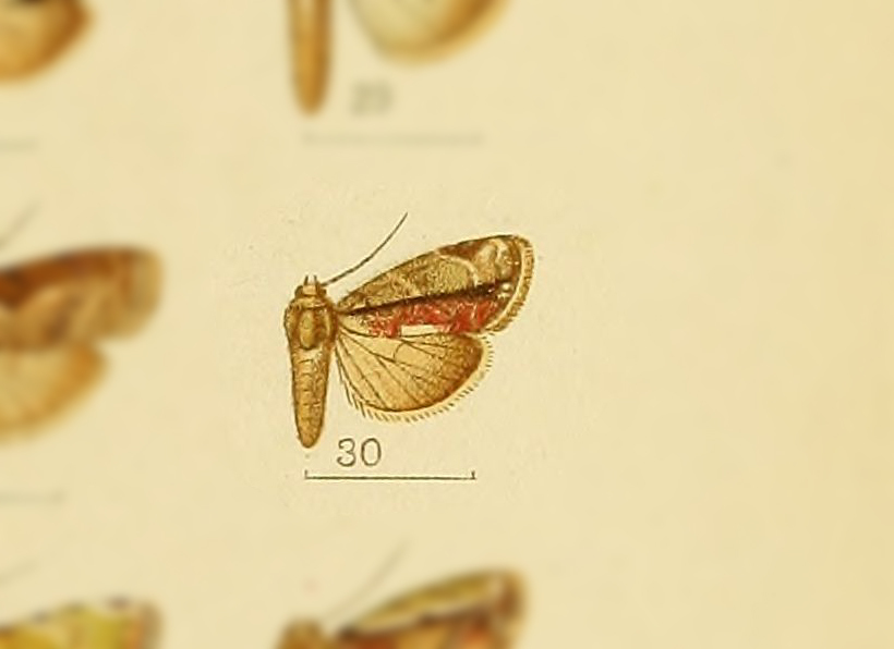 Etanna binotata