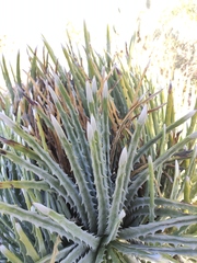Hechtia mapimiana