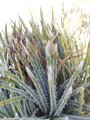 Hechtia mapimiana