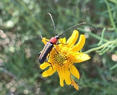 Mannophorus laetus