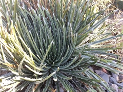 Hechtia mapimiana