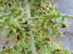 Pseudophoenix vinifera