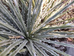 Hechtia mapimiana