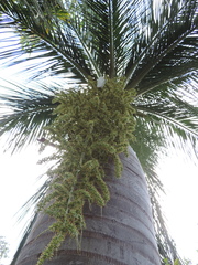 Pseudophoenix vinifera