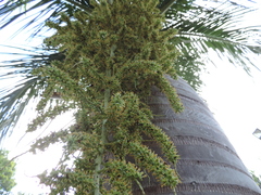 Pseudophoenix vinifera