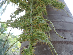 Pseudophoenix vinifera