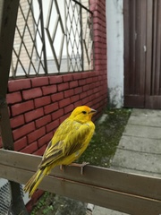 Sicalis flaveola