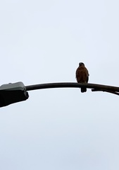 Buteo lineatus